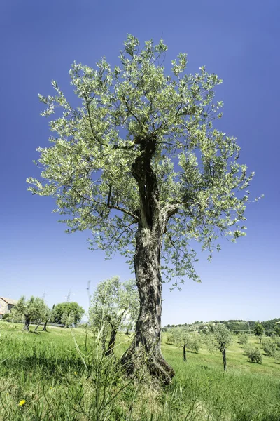 Azeitona em Itália — Fotografia de Stock