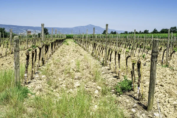 Vignobles en herbe — Photo