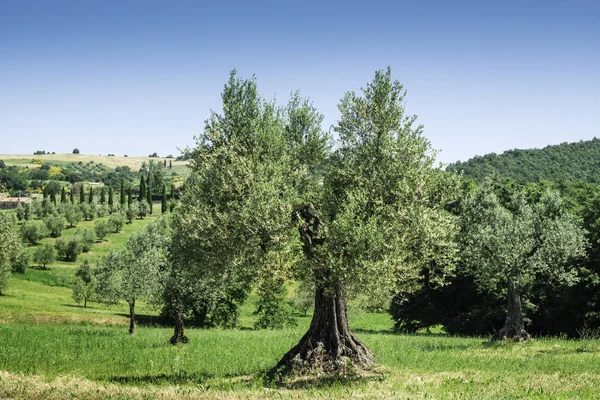 İtalya zeytin ağacı — Stok fotoğraf