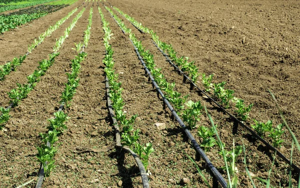 Plantaciones con lechuga — Foto de Stock