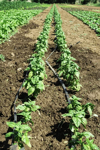 Plantagen mit Salat — Stockfoto