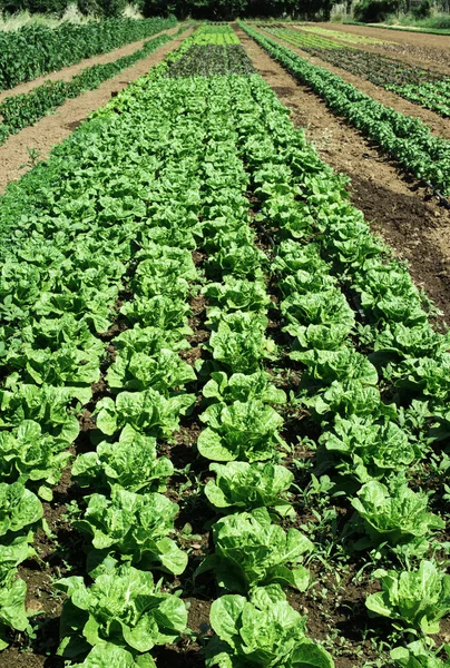 Plantagen mit Salat — Stockfoto