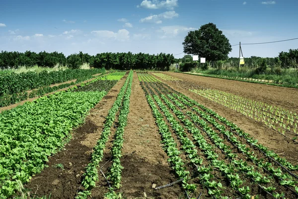 Plantaciones con lechuga — Foto de Stock