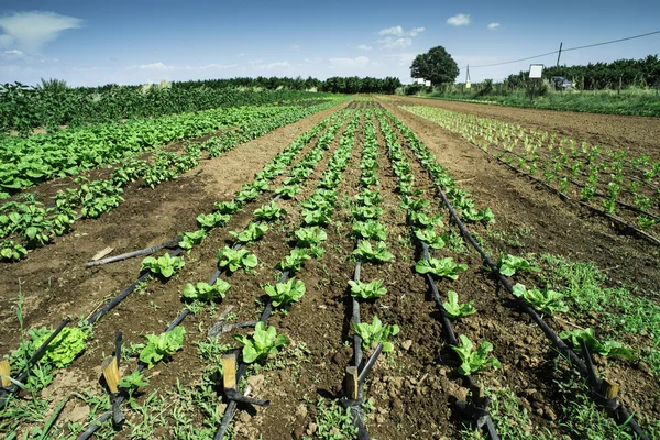 Plantations with lettuce — Stock Photo, Image