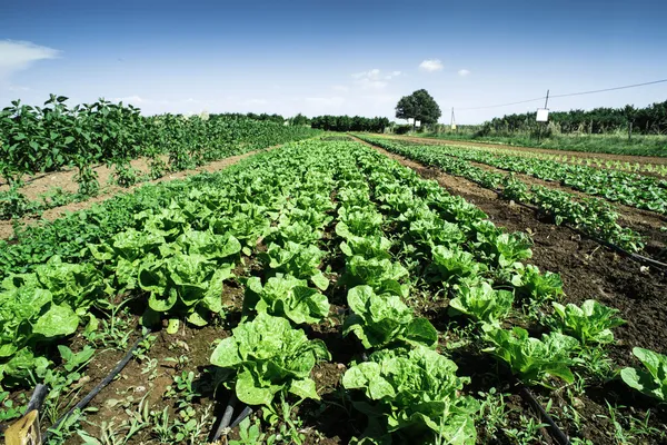 Plantări cu salată verde — Fotografie, imagine de stoc