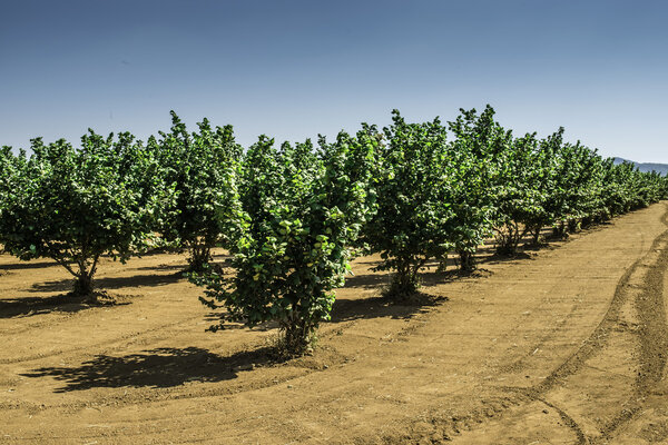Хэйзельская плантация
