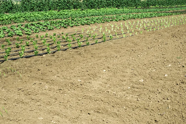 Plantations with lettuce — Stock Photo, Image