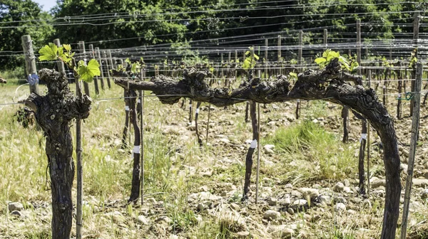 Budding vineyards — Stock Image Budding vineyards Royalty Free Stock Images
