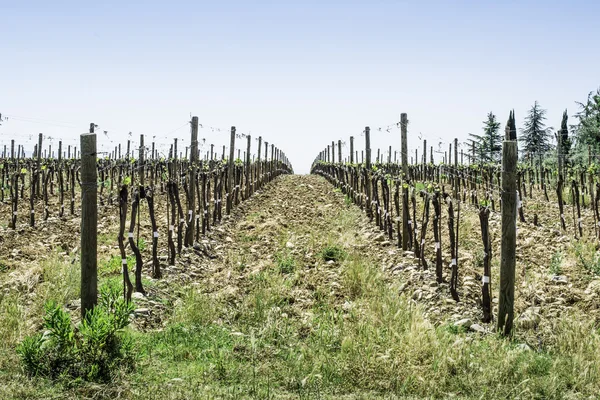 Budding vineyards — Stock Image Budding vineyards Stock Photo
