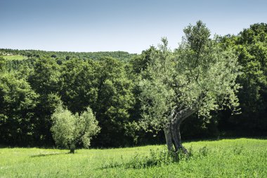 İtalya 'da zeytin ağaçları