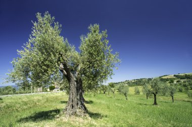 İtalya zeytin ağacı