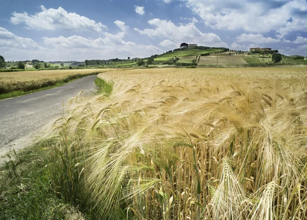 Cultivos de cereales y granja en Toscana — Foto de Stock