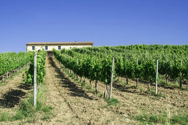 Wijngaarden en boerderij in Italië — Stockfoto
