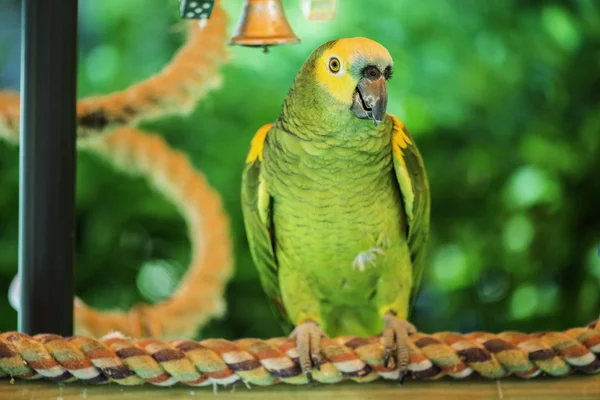 Green parrot — Stock Photo, Image