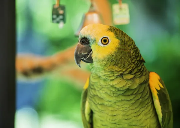 Green parrot — Stock Photo, Image