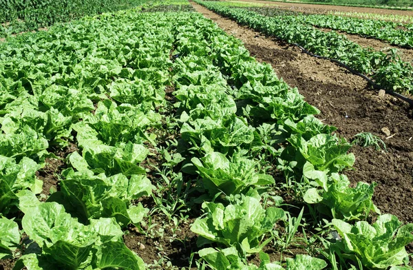 Planteringar med sallad — Stockfoto