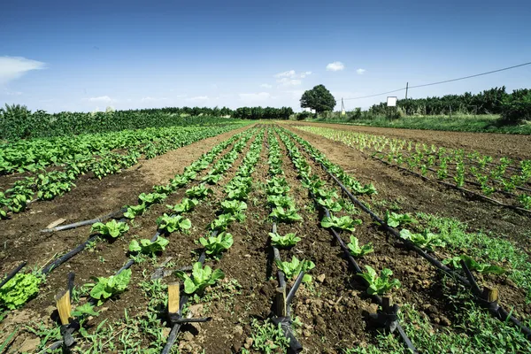 Plantations with lettuce — Stock Photo, Image