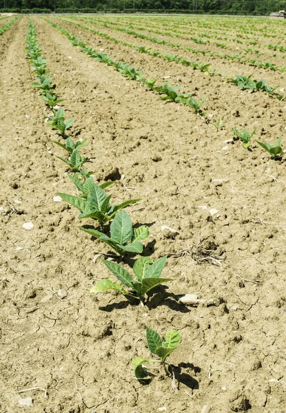 Plantación de plantas jóvenes de tabaco — Foto de Stock