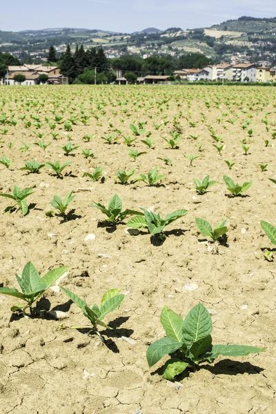 Anpflanzung junger Tabakpflanzen — Stockfoto