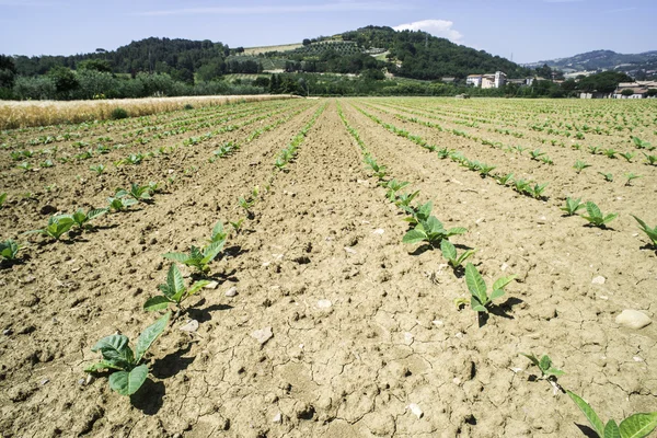 Plantacji tytoniu młodych roślin — Zdjęcie stockowe