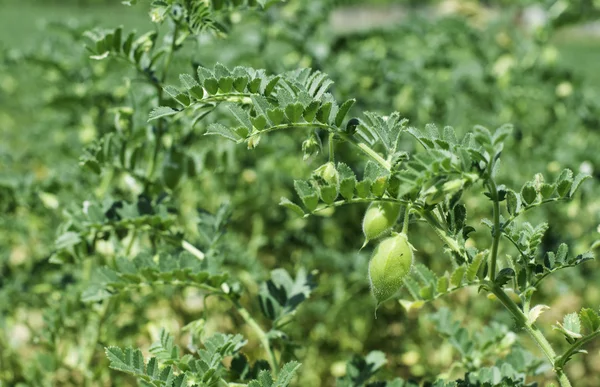 Kikärter plantage — Stockfoto