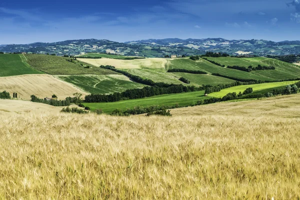 Cereal crops and farm in Tuscany — Stock Photo, Image