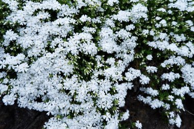 Bahçede çiçek beyaz çiçekler