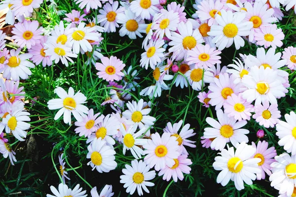 Chamomile Field Lot Daisies Summer Background — Stock Photo, Image