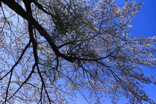 Дерева Лісі Хмарному Небі Фон Природи — стокове фото