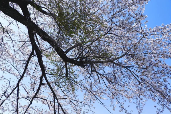 森と曇りの空の木 自然背景 — ストック写真