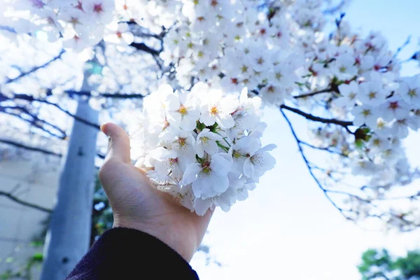 手タッチ桜の枝白い桜の花束晴れた日春の時間通りの写真の道 東京ジャパン — ストック写真