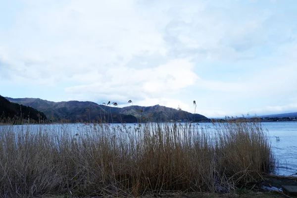 Vacker Natur Sjö Gräs Växter — Stockfoto