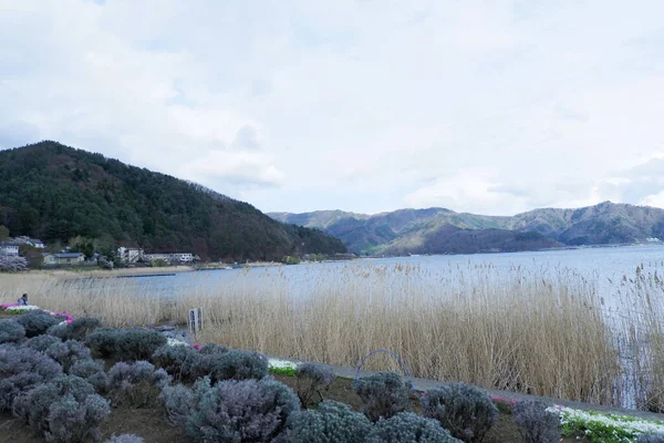 güzel manzara, göl, çimen, bitkiler,