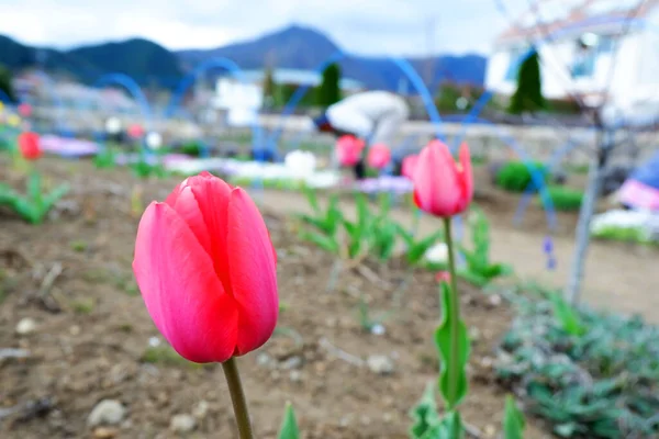 Parkta büyüyen pembe lale çiçekleri 