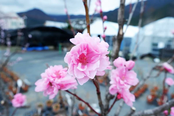 Όμορφα Ροζ Λουλούδια Ανθίζουν Στον Κήπο — Φωτογραφία Αρχείου