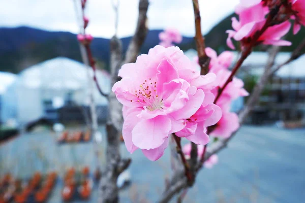 Mooie Roze Bloemen Bloeien Tuin — Stockfoto