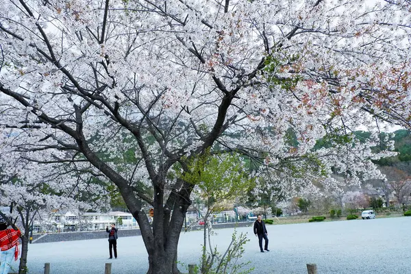 Árboles Flor Cerezo Japón Gente Fondo —  Fotos de Stock