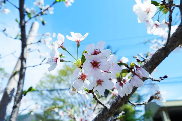 花园里美丽的春花 — 图库照片