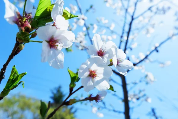 Όμορφα Ανοιξιάτικα Λουλούδια Στο Δέντρο — Φωτογραφία Αρχείου