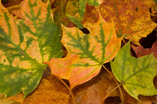 Foglie d'autunno — Foto Stock