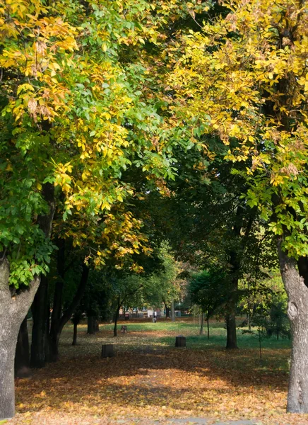 Camino de otoño —  Fotos de Stock