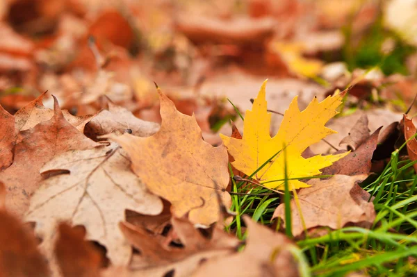 Foglia giallo autunno — Foto Stock