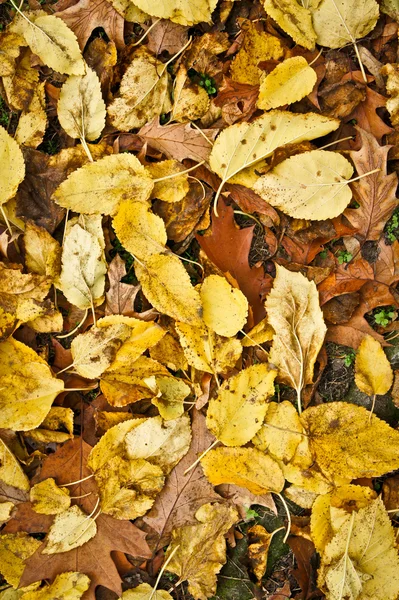 Foglia giallo autunno 3 — Foto Stock