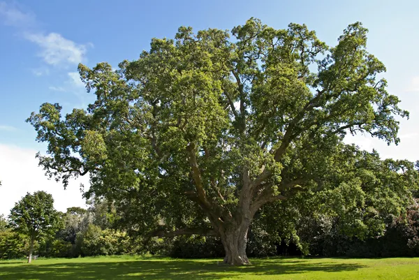 Δρύινου δέντρου φελλού — Φωτογραφία Αρχείου