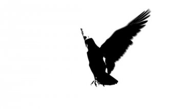 uçan kartal yarım görünümü döngü siluet