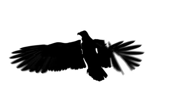 Silhouette looping flying eagle half view