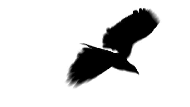 Aigle d'atterrissage en silhouette — Video