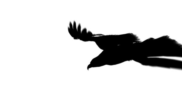 Flying eagle in black isolated on white background — Stock Video