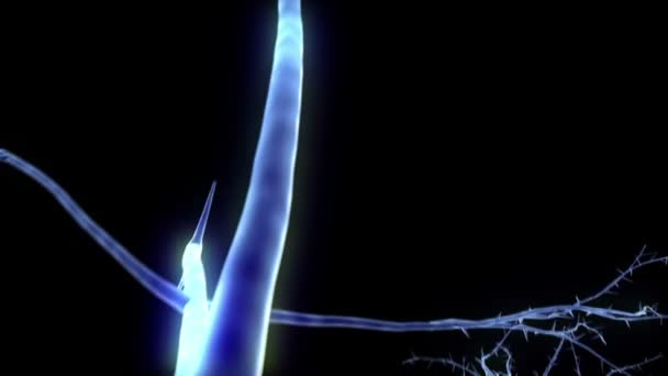 Выращивание деревьев анимированных на рентгене — стоковое видео