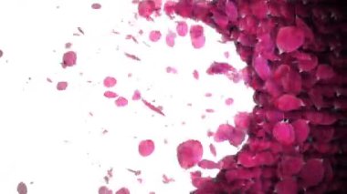 hareketli gül yaprakları geçiş kutlamak